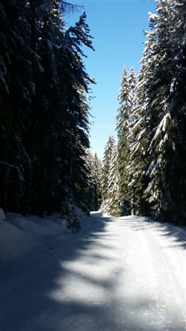 Scorcio di bosco innevato.